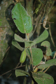 Aristolochia asclepiadifolia